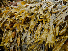 Load image into Gallery viewer, Bladderwrack Seaweed
