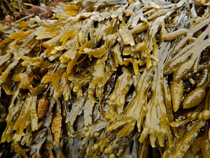 Bladderwrack Seaweed