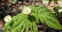 Load image into Gallery viewer, Goldenseal Leaves
